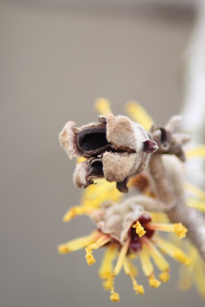 Hamamelis mollis 'Princeton Gold' Seed Capsule