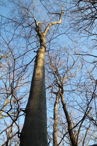 Looking up a Beech Tree