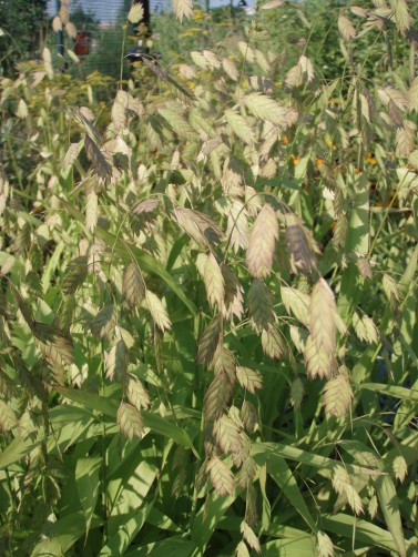 Seed heads of Northern Sea Oats