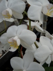 White tropical Phalaenopsis Orchid, or Moth Orchid. Commonly found in the wilds of big box stores and garden centers. Much more easily found and propagated than our native orchids.