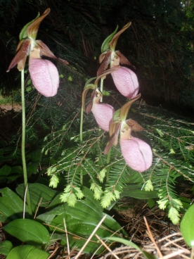 Pink Lady Slippers and Hemlock