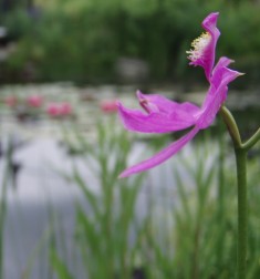 Grass-Pink Orchid (Calopogon tuberosus)