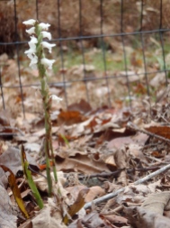 Lady's Tresses bloom well into the fall.