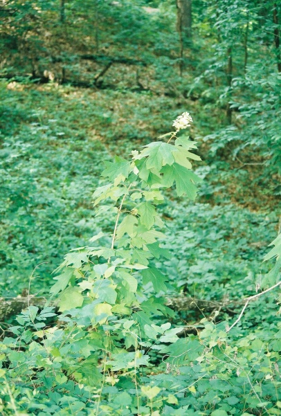 Oakleaf Hydrangea shrub in the wilds of Mississippi