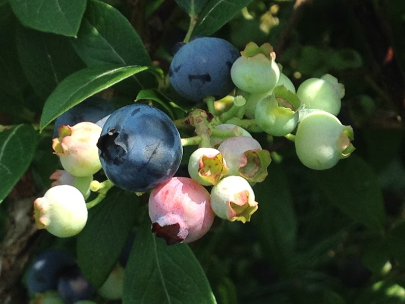 Many Stages of Blueberry Fruit