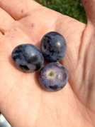 Large Fruit of Cultivated Highbush Blueberry