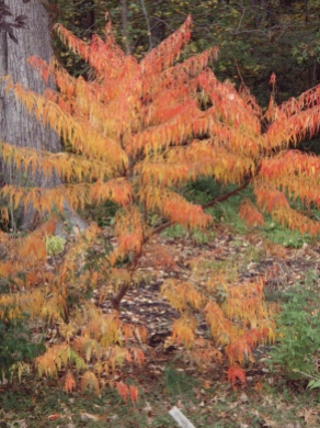 Fall Color of Cutleaf Staghorn Sumac