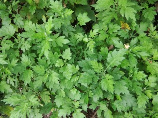 Familiar aromatic leaves of Mugwort