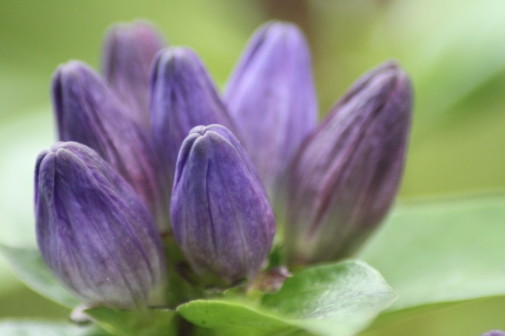 Flowers of Closed Gentian