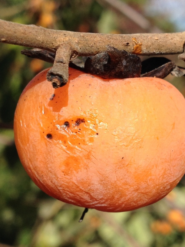 Nearly ripe persimmon fruit