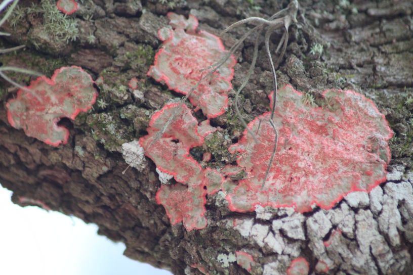 The bright pink pigment of Christmas Tree Lichen (Cryptothecia rubrocincta) found on this Live Oak (Quercus virginiana) in Florida acts as a protective sunscreen.