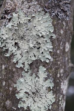 Lichens on a trunk in Tuscarora State Park, PA