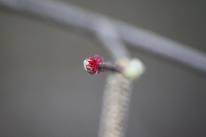 Red stigmas and styles of the female flower of Corylus cornuta (Beaked hazel) Barnes Arboertum