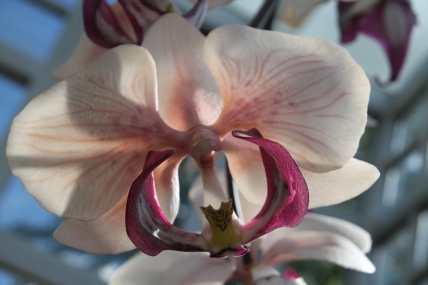 This realistic Phaelenopsis orchid can be found at the Franklin Park Conservatory, Columbus OH