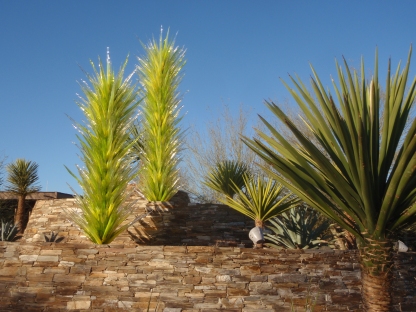 Chihuly's sculpture reflects the spikes and spines found throughout the Arizona desert an in the Desert Botanical Garden, Phoenix Arizona