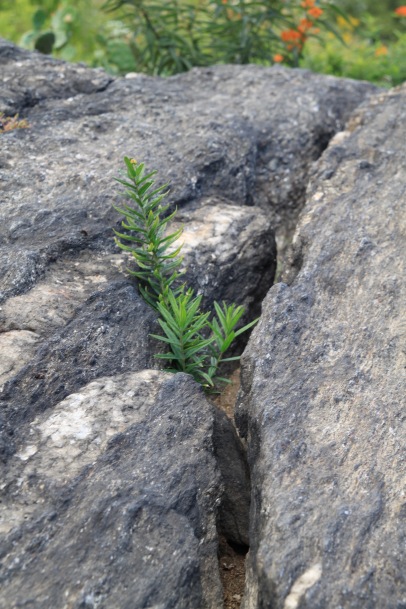 People often wonder why their Butterfly Weed doesn't thrive in their garden. It is because this is the location it likes to grow - in cracks in rocks as seen here at the New York Botanical Garden's Native Plant Garden.